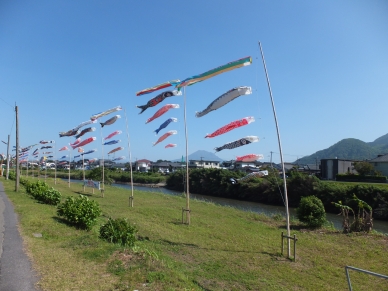 思川のこいのぼり